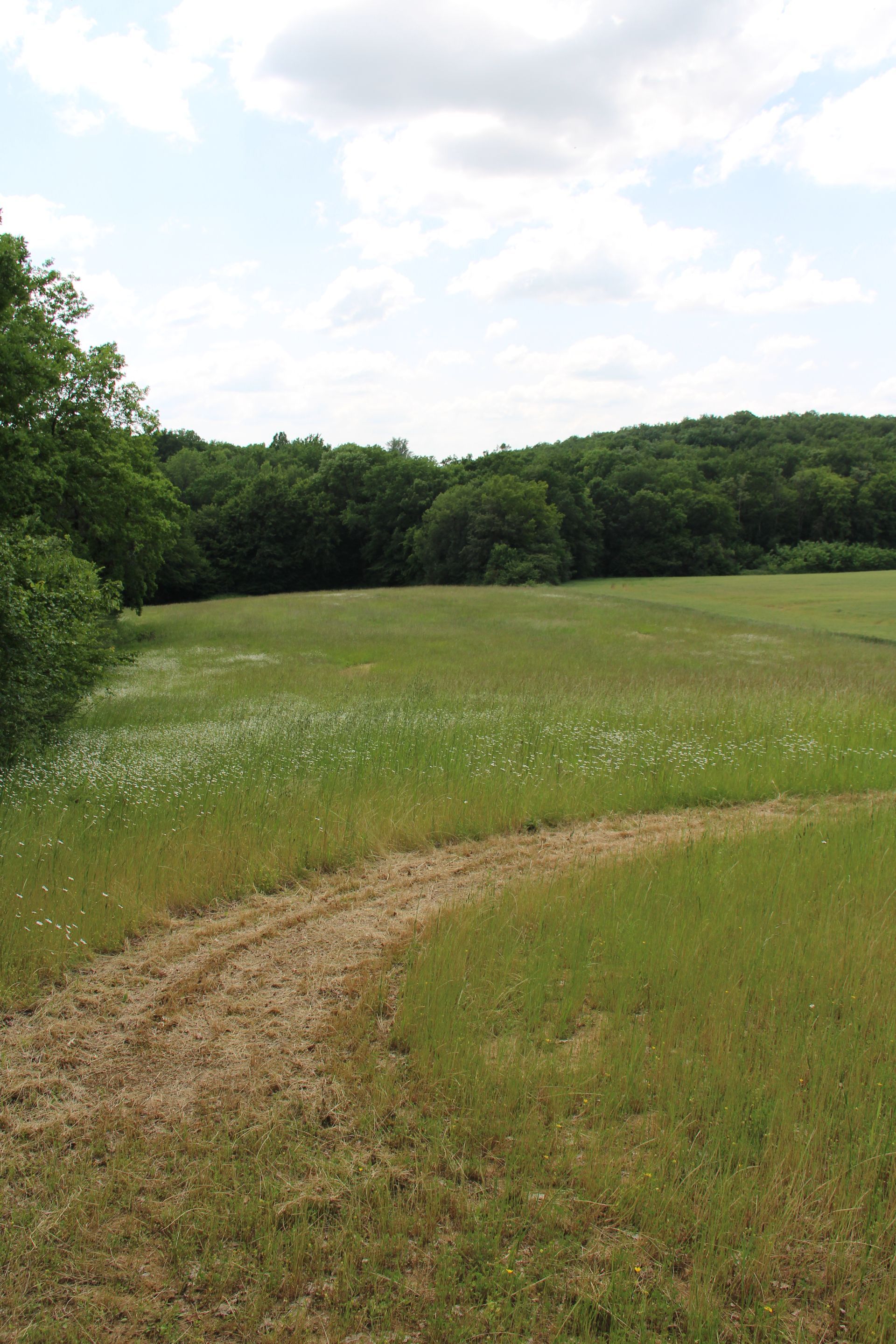Meadow field