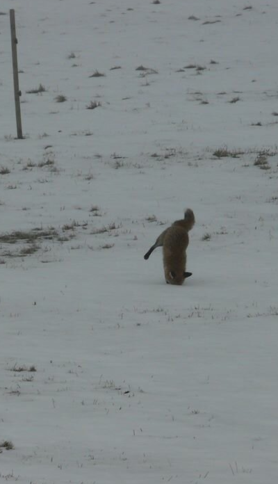 renard devant la Colo du Chaffal