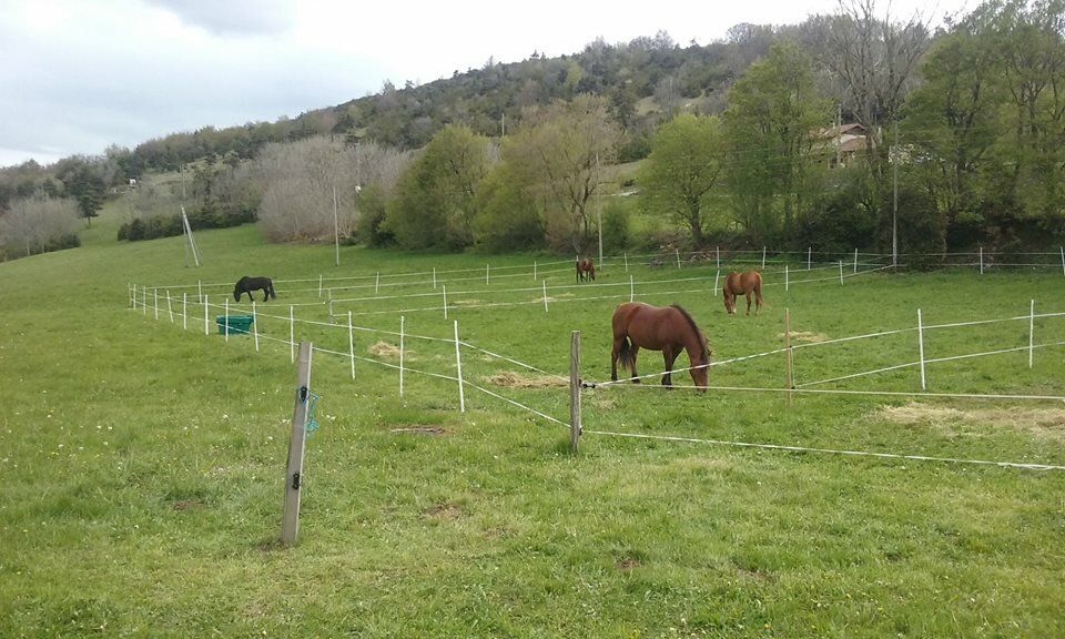 Repos bien mérité au pré de la Colo du Chaffal pour les chevaux de La Drôme à Cheval