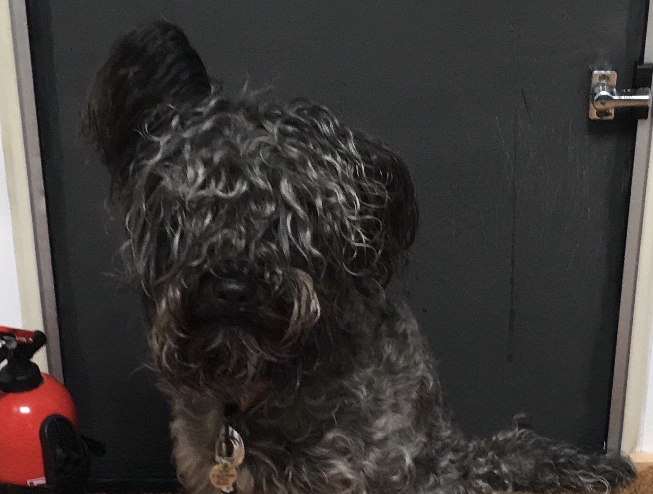 Spud the Brewery Dog