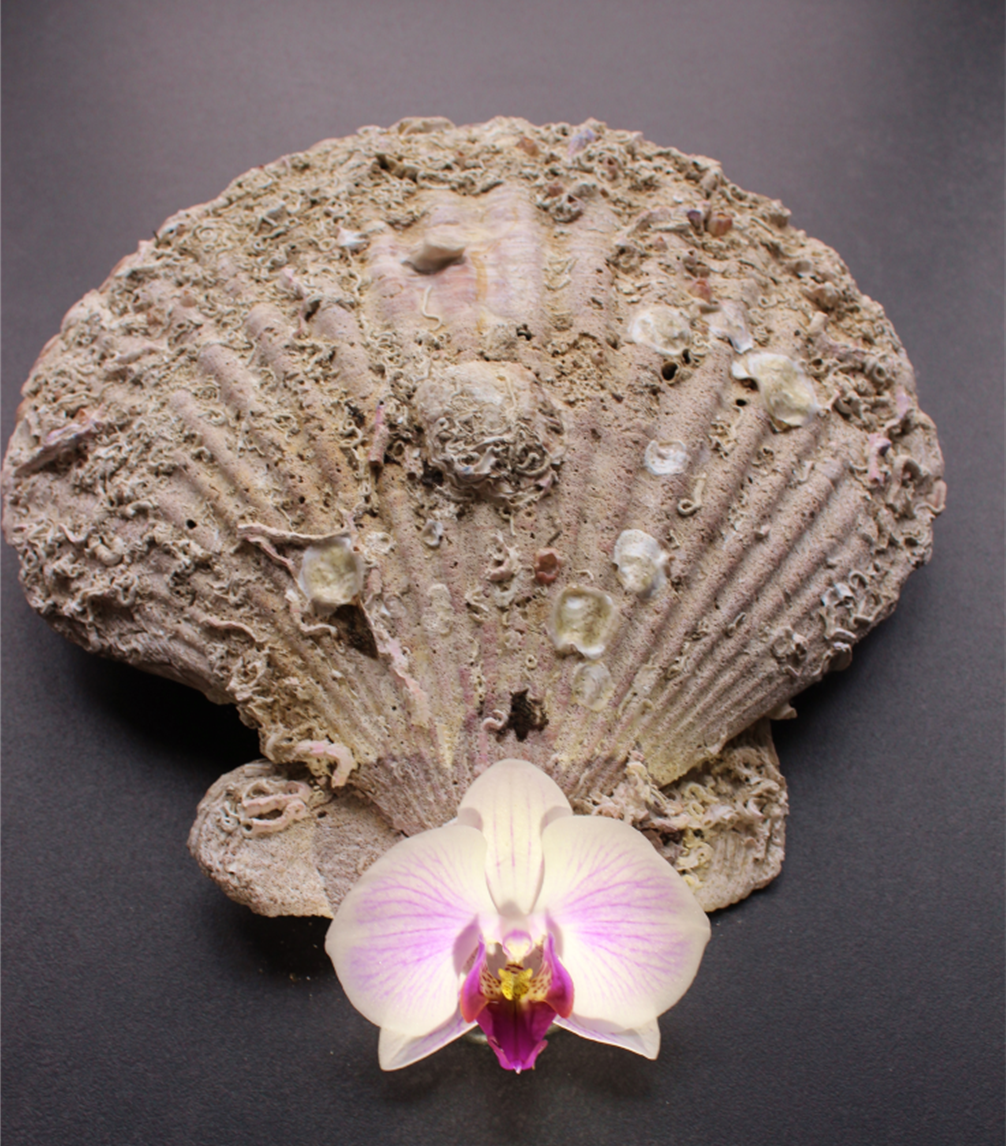 Hawaiianische Massage Lomi Lomi NUi