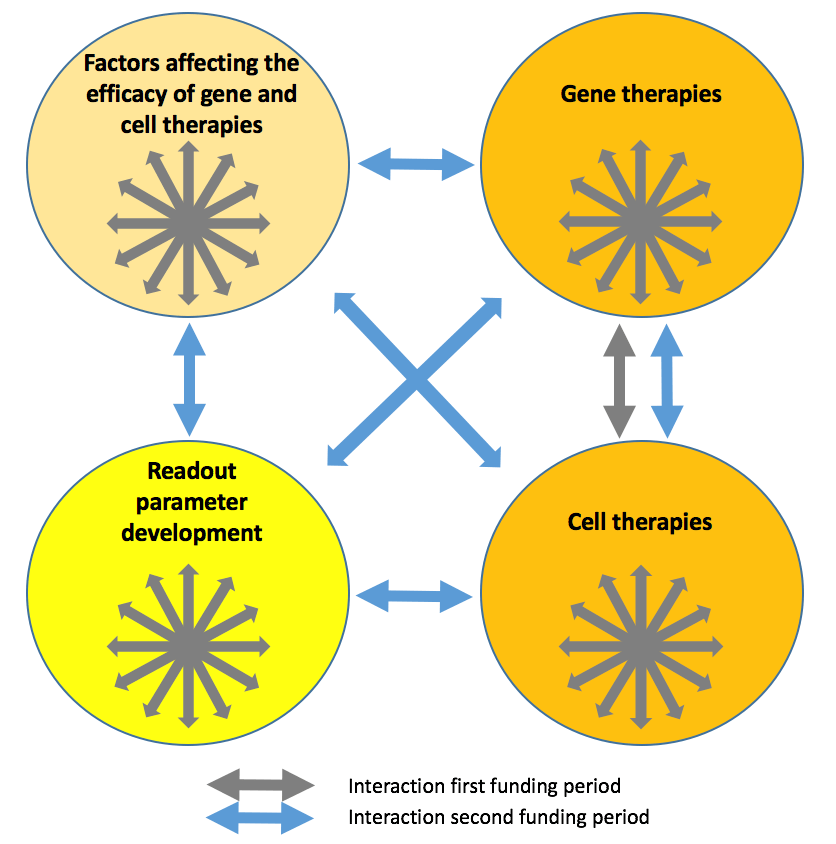 SPP 2127 is divided into four different project areas: Factors affecting therapies, development of readout parameters, gene therapy and cell therapy.