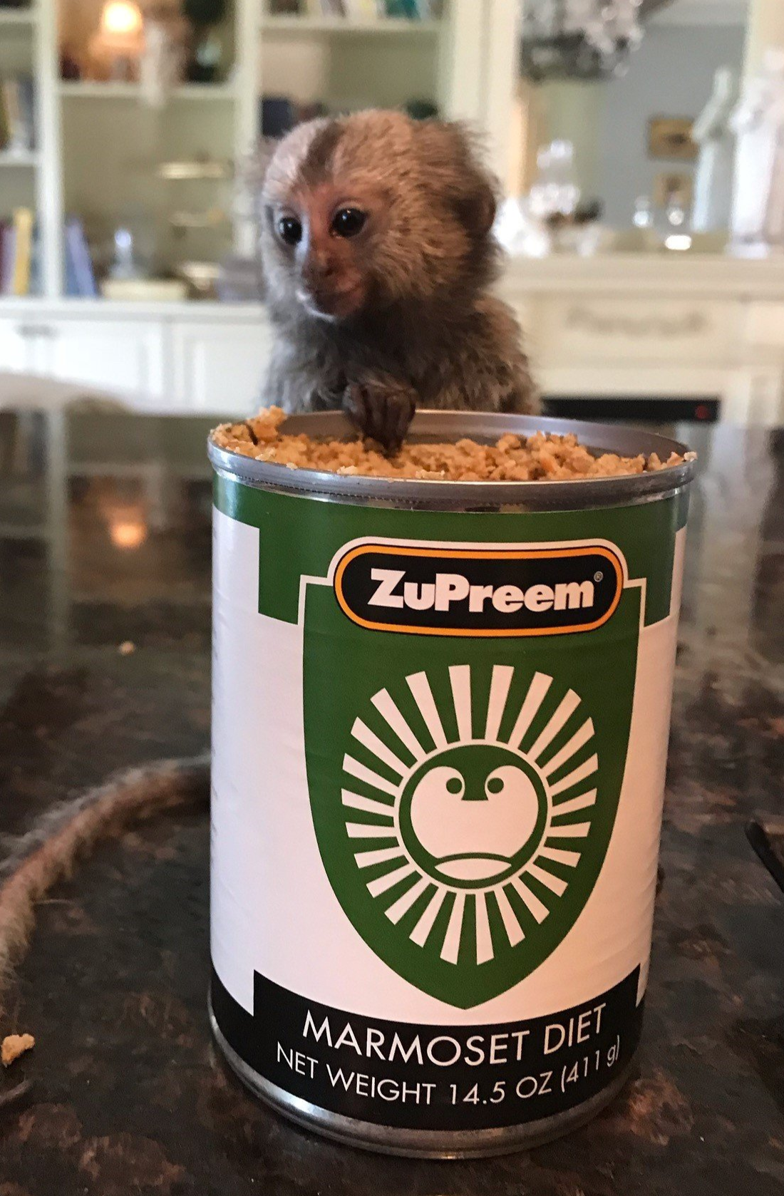 zupreem, baby marmoset,