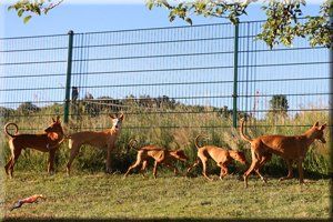 Podenco Canario - Eltern mit Welpen Podenco Canario