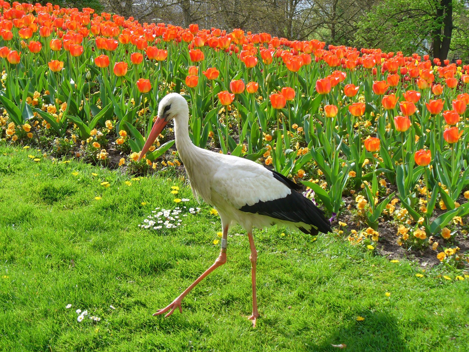 Storch vor Tulpen im Mannheimer Luisenpark BUGA Bundesgartenschau 2023 Goethe Gesellschaft