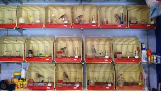 venta de animales en ecija