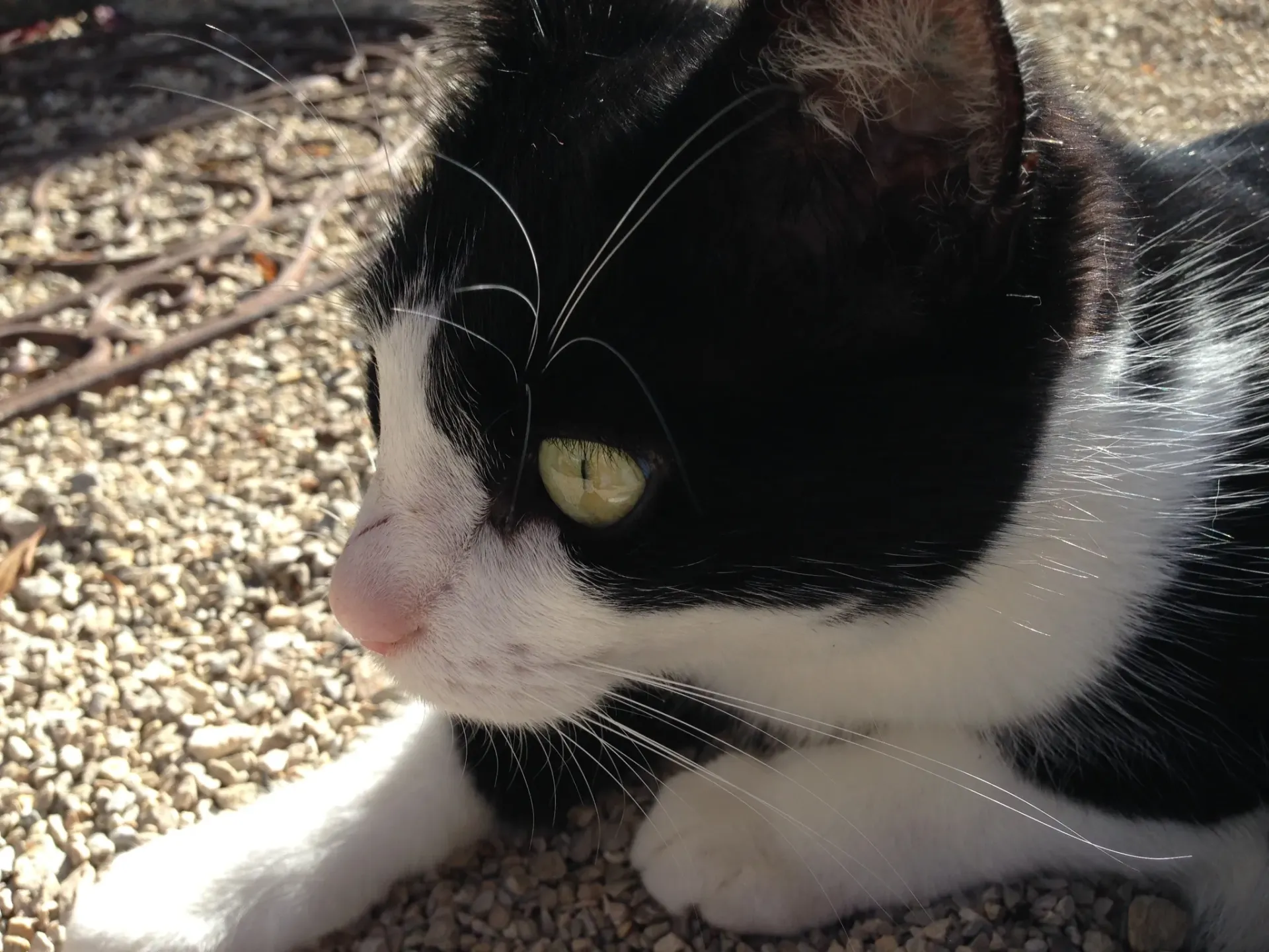 katzenbett-handgemacht-hundebett-hundhoehle-katzenhoehle