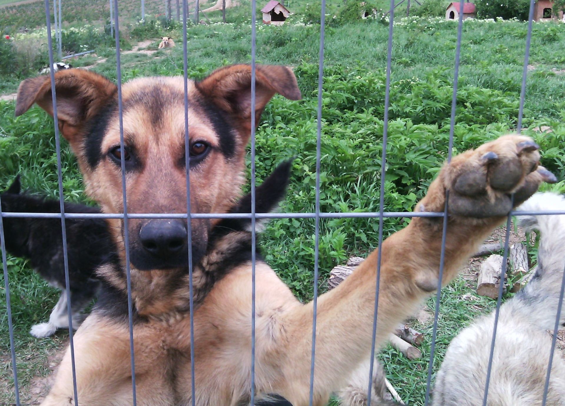 Ein Schäferhundmix am Zaun, der sehnsüchtig schaut und Pfötchen geben möchte.