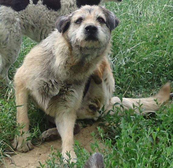 kratzender Hund
