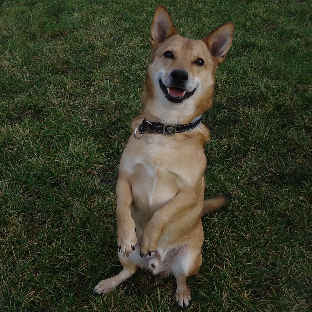 Ein süßer Hund, der Männchen macht und lächelt.