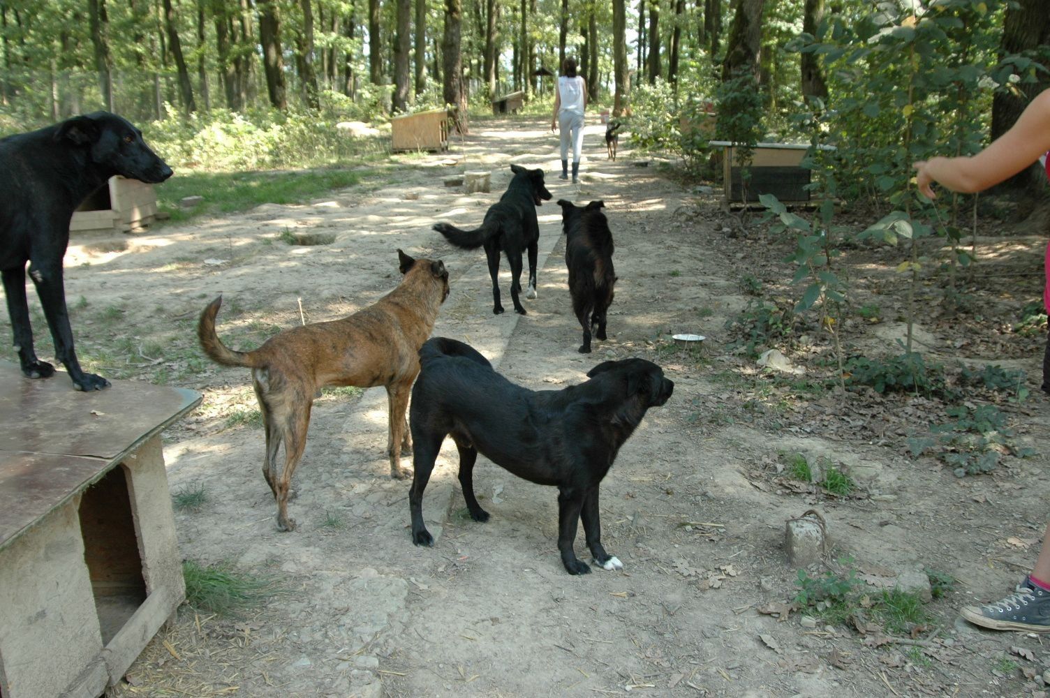 Hunde im Wald in Beius