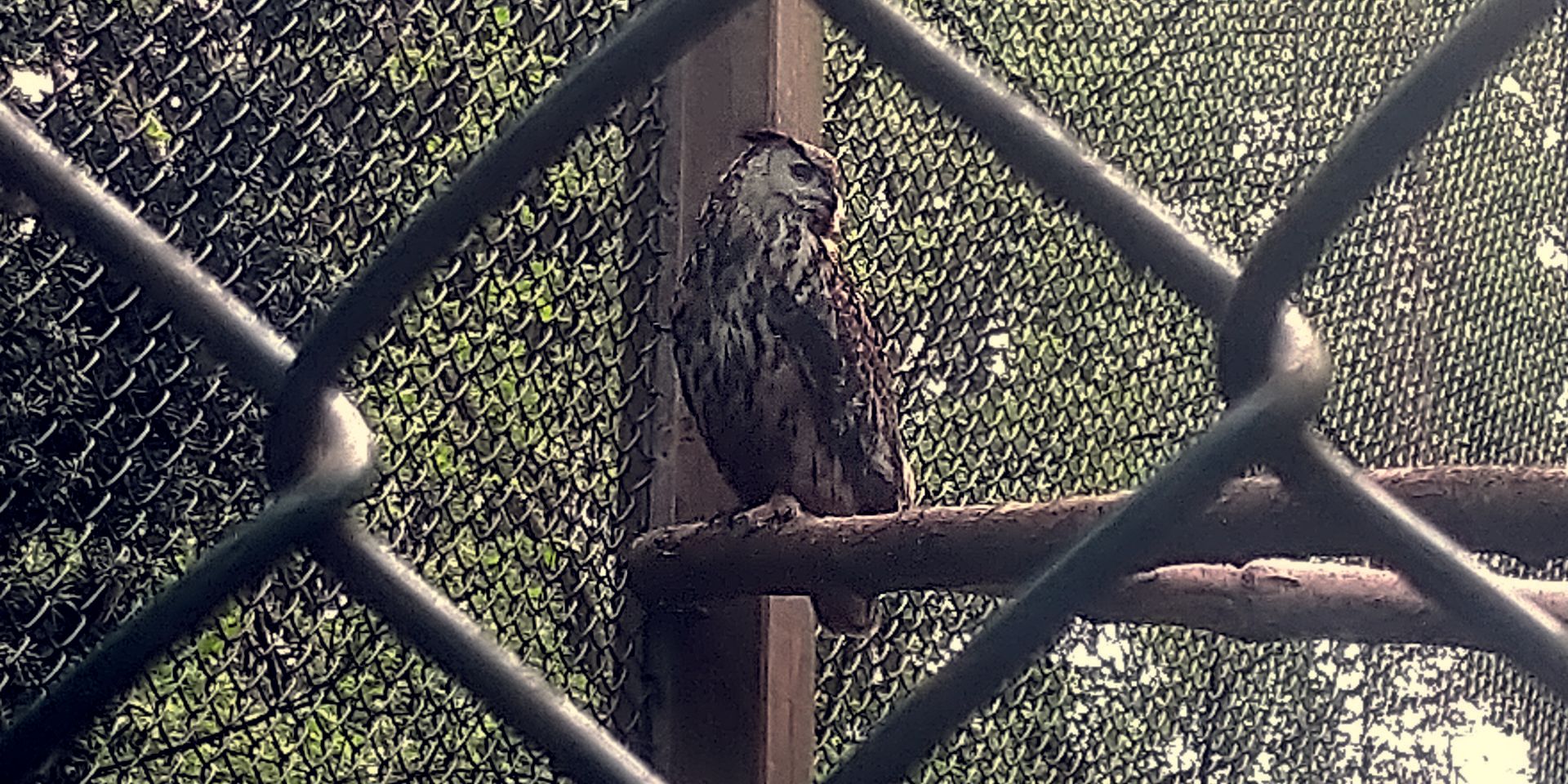 Blick auf einen Uhu im Wildgehege des Forst Klövensteen