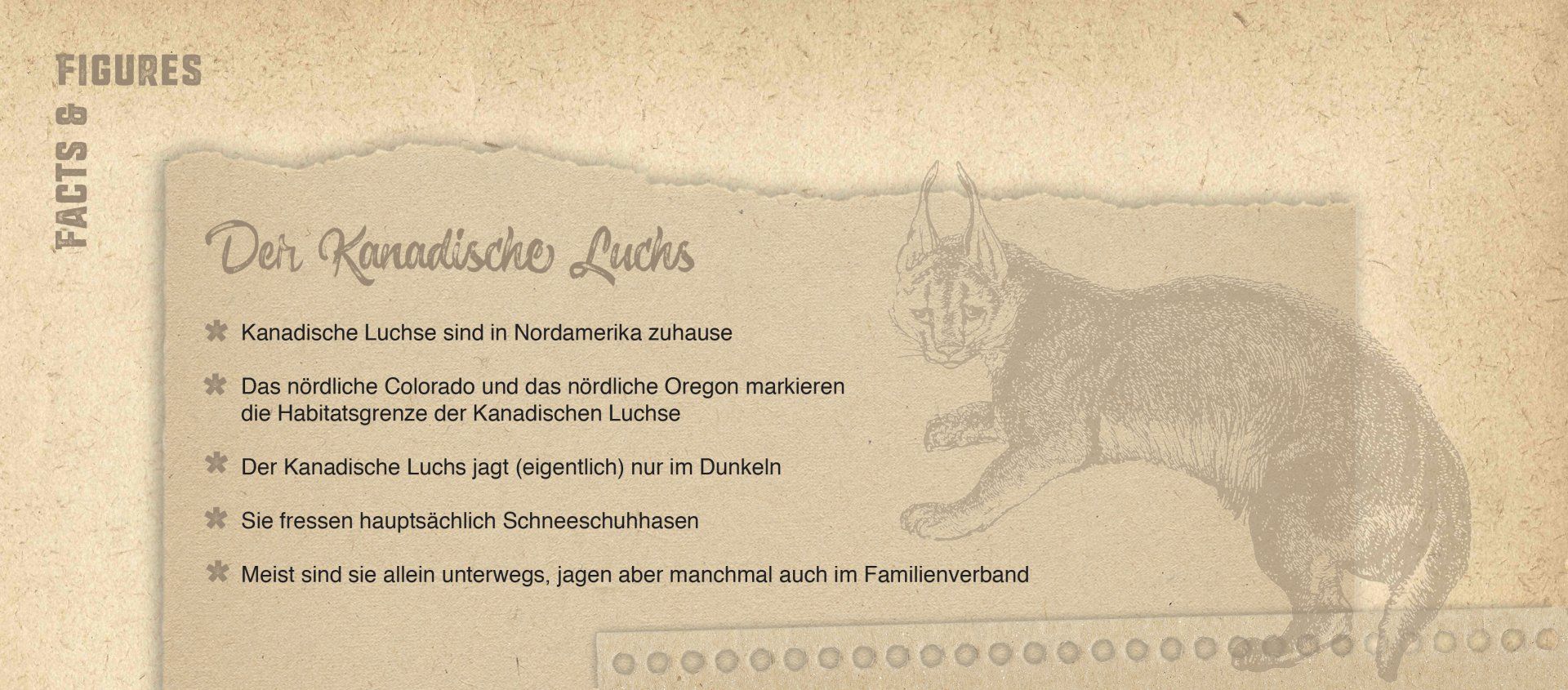 Blick auf eine Grafik eines Kastens mit Kurzinformationen zum Kanadischen Luchs