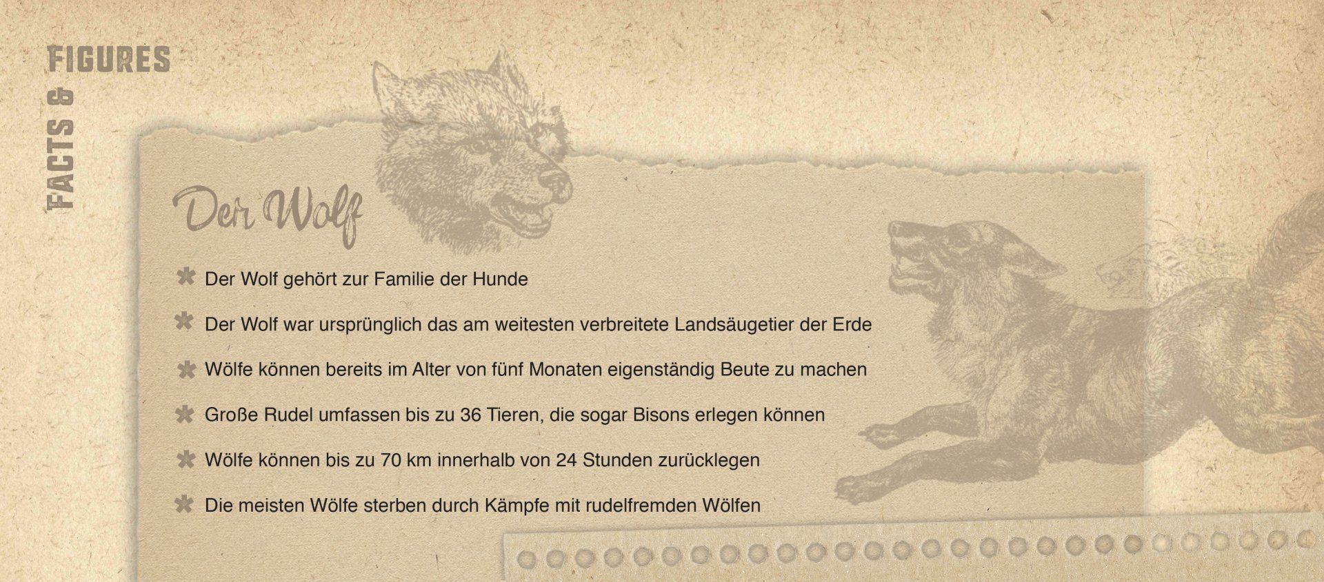 Abbildung einer Grafik eines Kastens mit Kurzinformationen zum Wolf