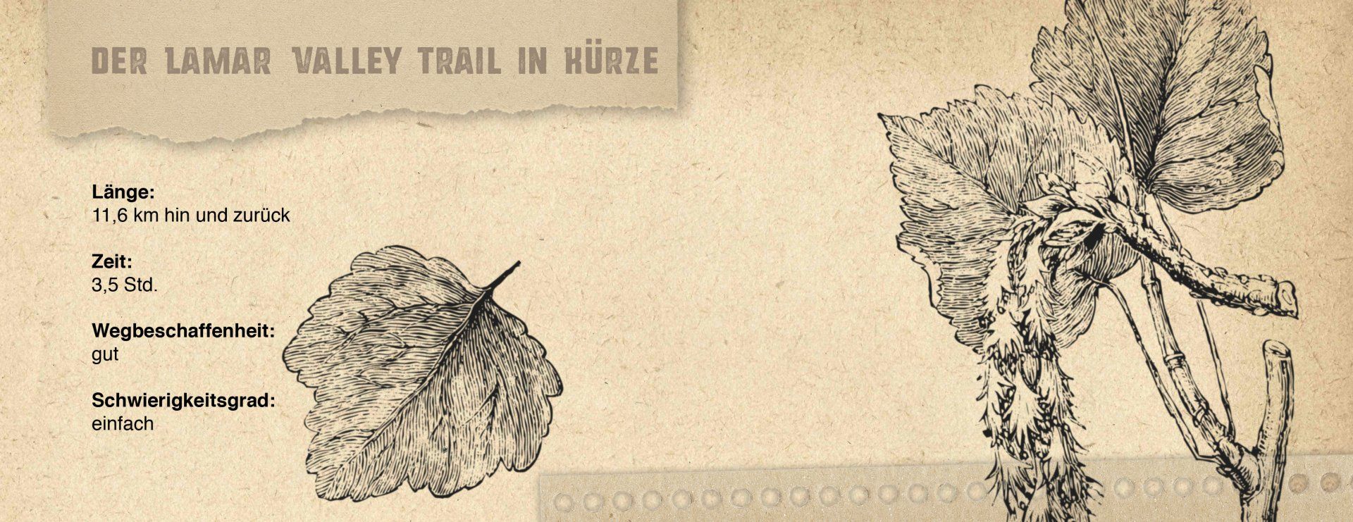 Abbildung einer Grafik eines Kastens mit den wichtigsten Informationen zum Lamar Valley Trail