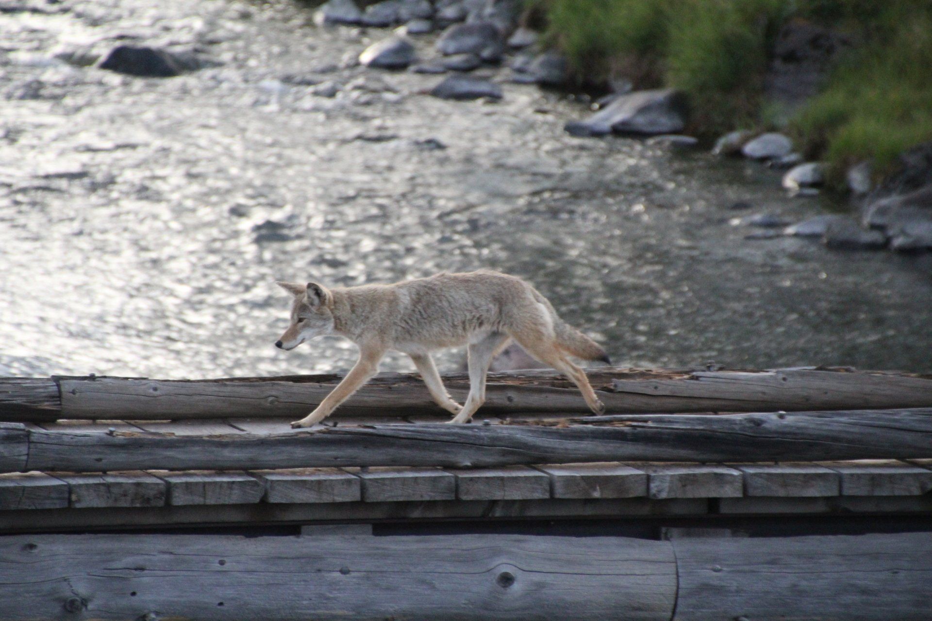 Ein Koyote läuft über eine Brücke im Yellowstone Nationalpark