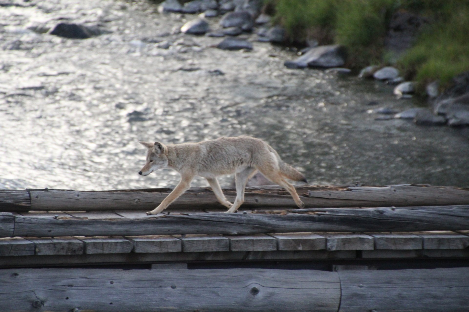 Ein Kojote läuft über eine Brücke im Yellowstone Nationalpark