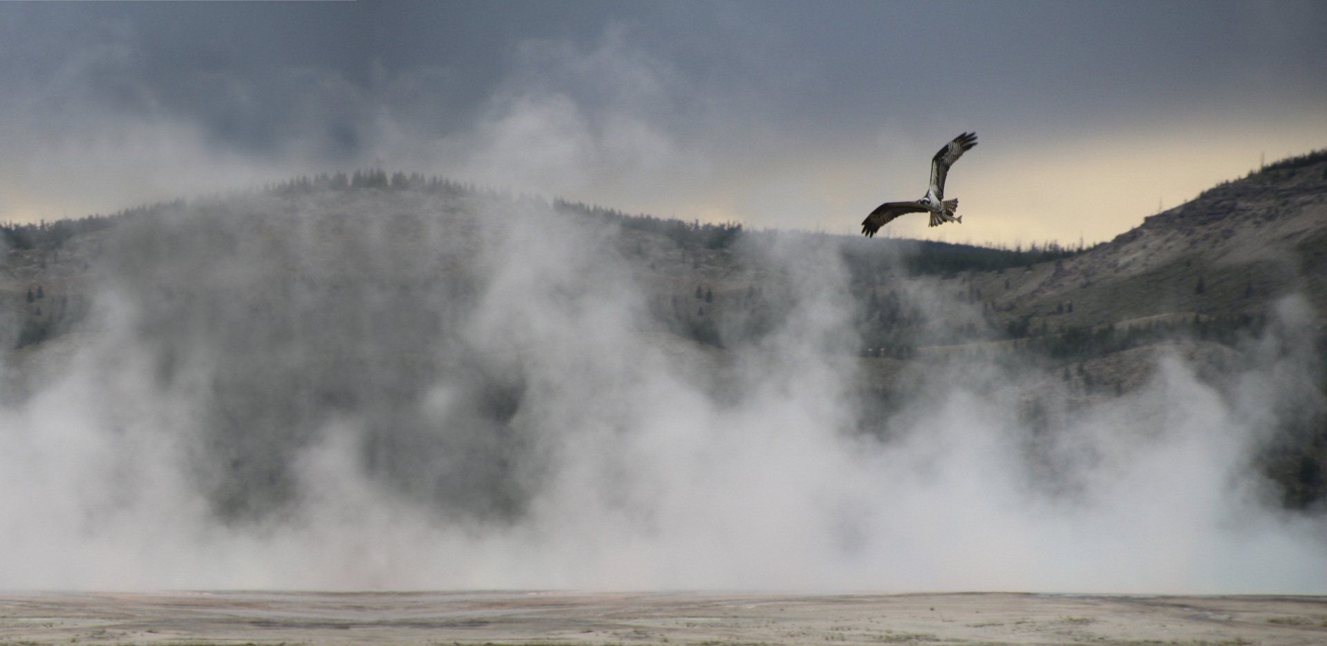 Ein Seeadler fliegt mit einem Fisch über den dampfenden Quellen des Yellowstone Nationalpark