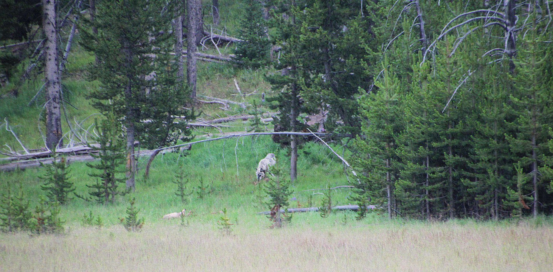 Blick auf einen Wolf im Yellowstone National Park , der ein erlegtes Tier frisst