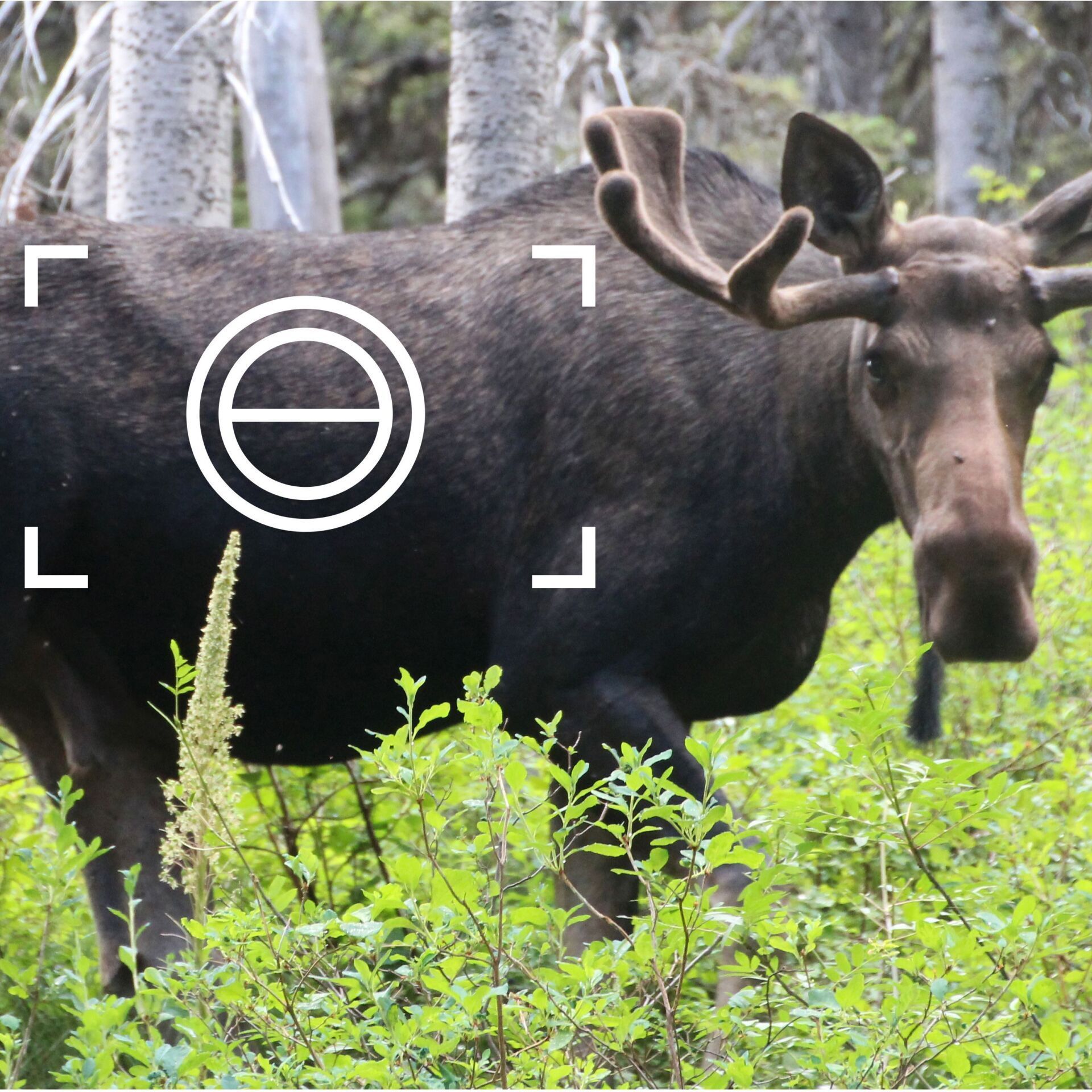 Nahaufnahme Elch Nahaufnahme Elch