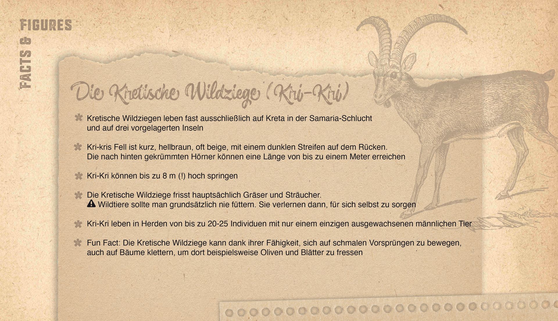 Die Kretische Wildziege: Wissenswertes in Kurzform