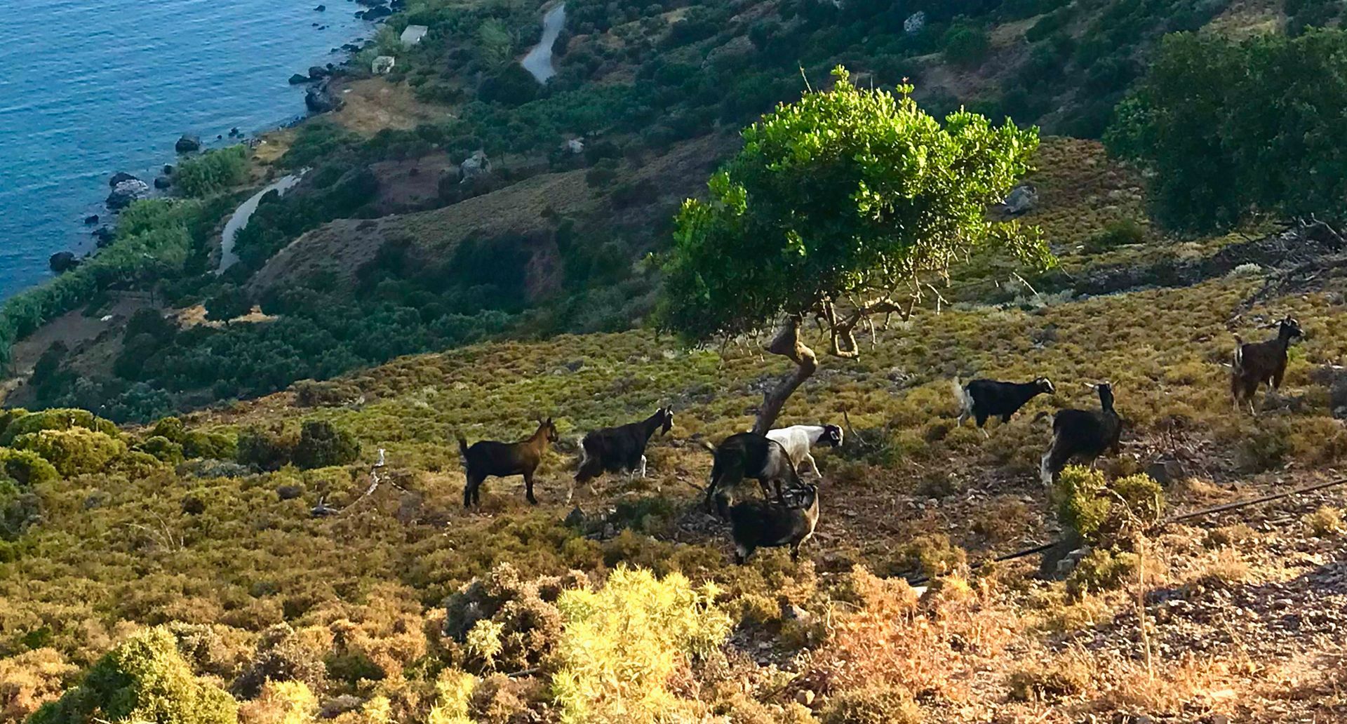 Blick auf Ziegen, die an einem Hang auf Kreta weiden.
