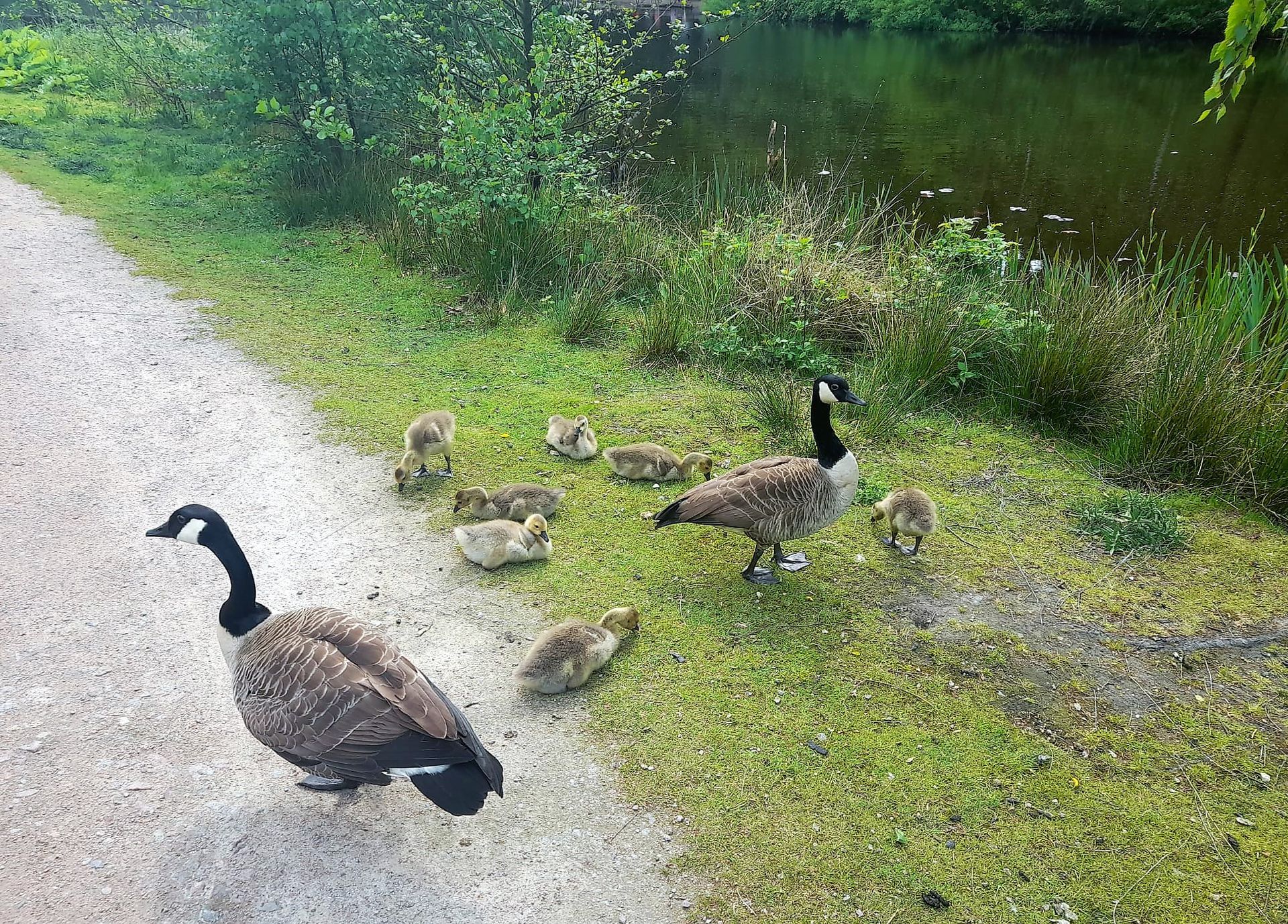 Ansicht einer Entenfamilie im Raakmoor