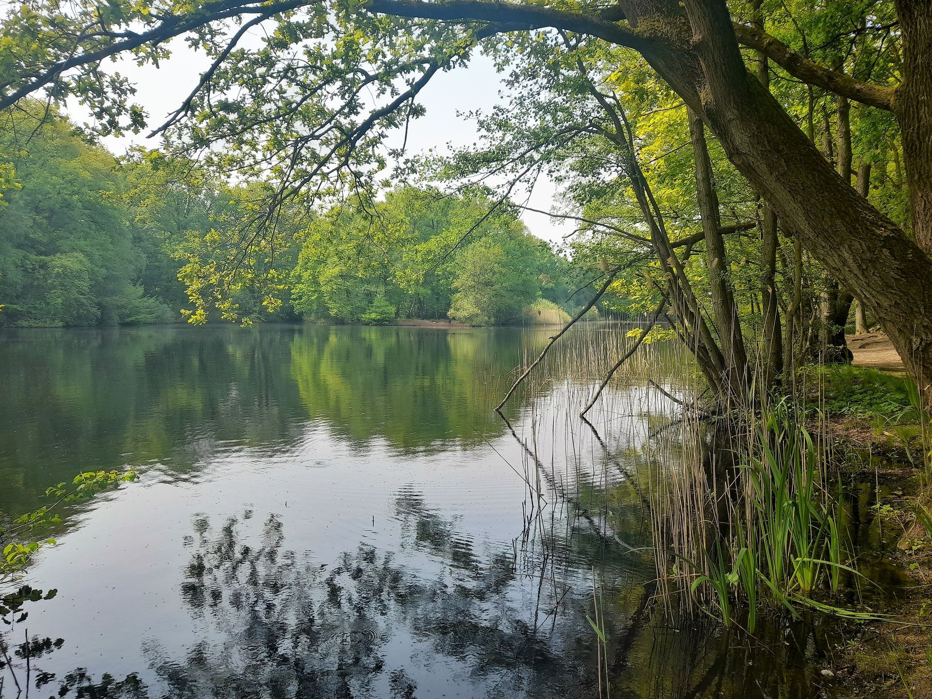 Aussicht auf den Kupferteich in Hamburg-Hummelsbüttel