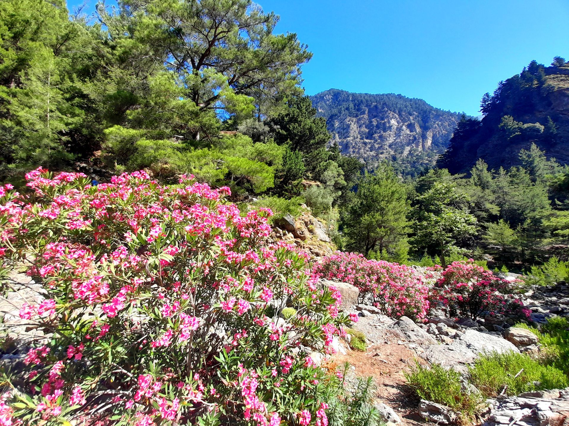 Ansicht der Samaria-Schlucht mit Bäumen und Oleander-Büschen sowie Bergen im Hintergrund