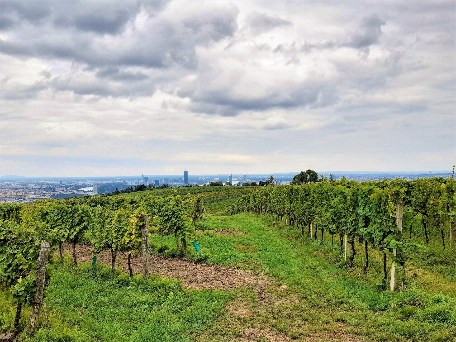 Hier sieht man die Wiener Weinberge und Wien vom Leopoldsberg aus.
