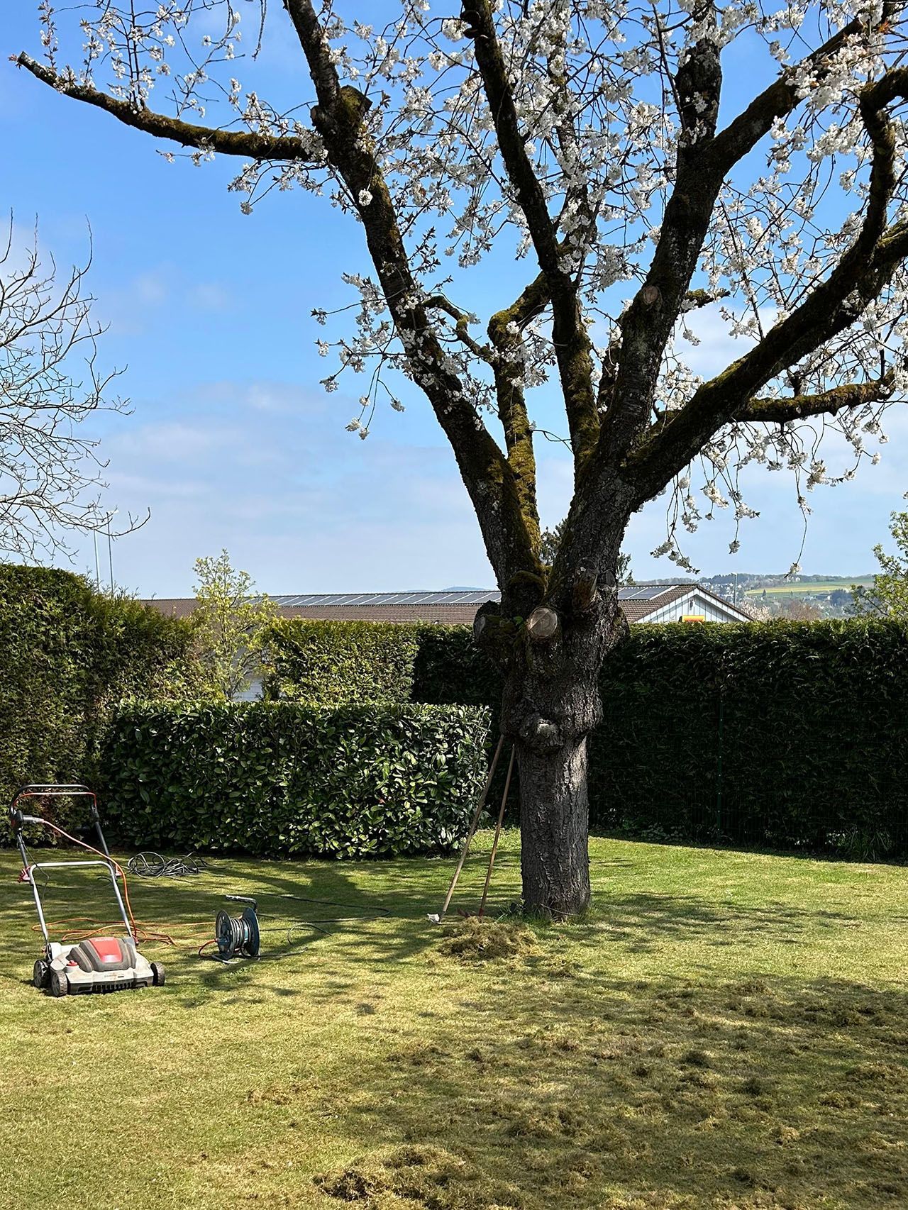 Die Rasenpflege in einem Privatgarten ist fast beendet. Der Rasenmäher ist fertig. Nur der Rasenschnitt liegt noch.