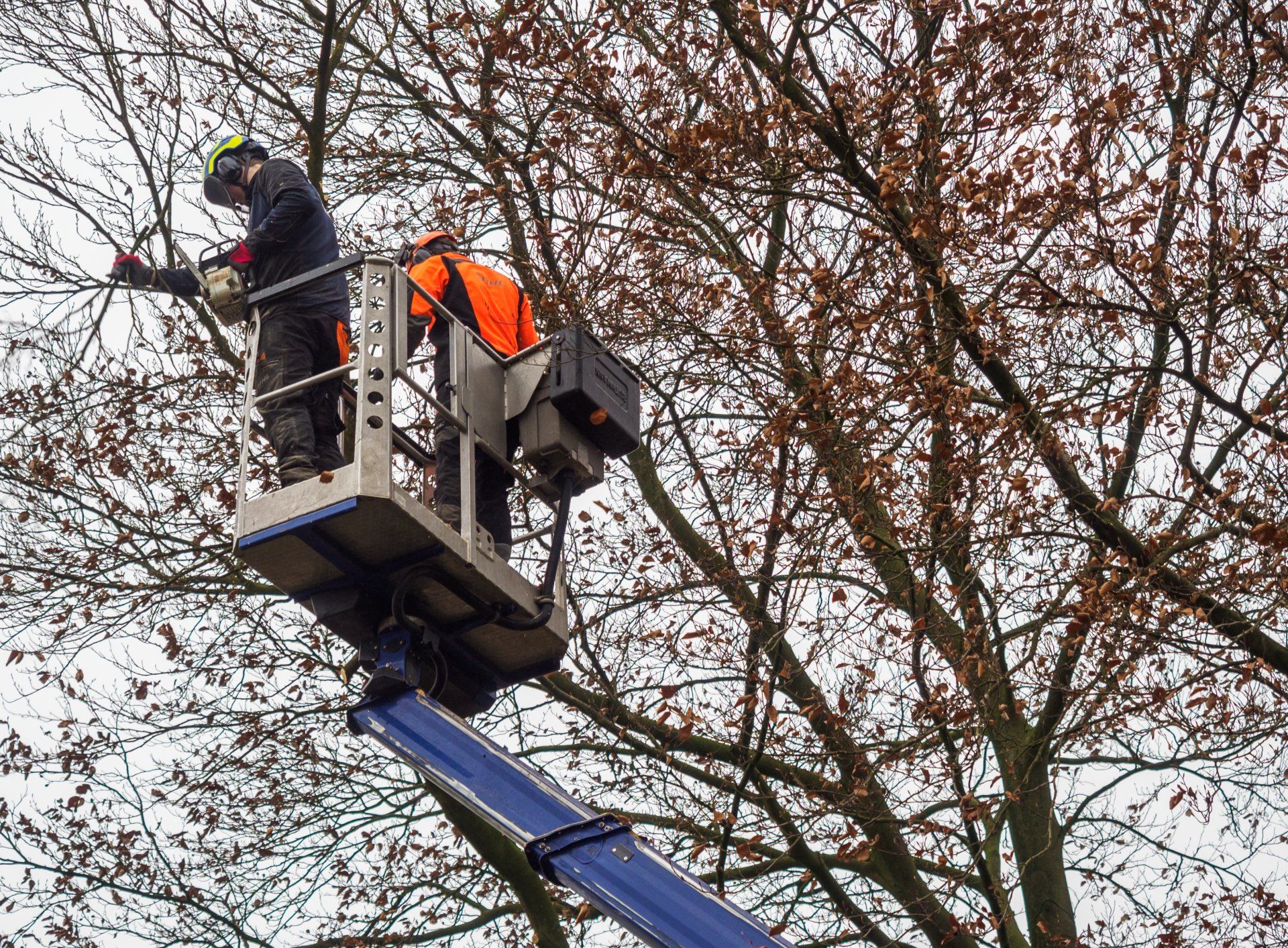 Überwallung einer Baumwunde