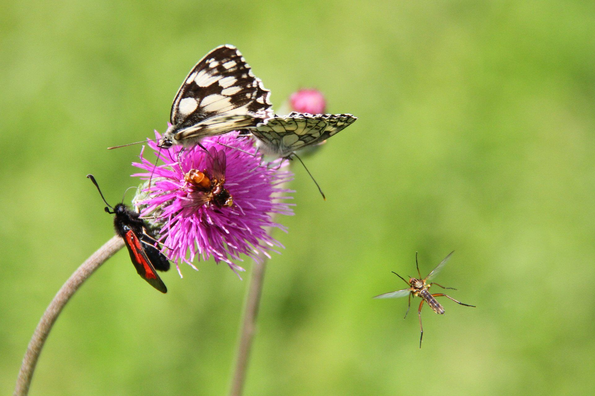 Credits: Torsten Richardt