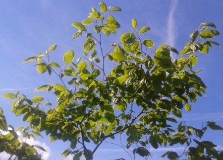 Japanese Raisin Tree