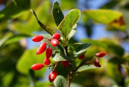 Barberry (Berberis vulgaris) Barberry