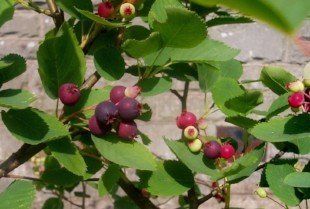 Saskatoon (Amelanchier alnifolia) Saskatoon
