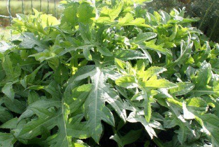 Cabbage thistle greens