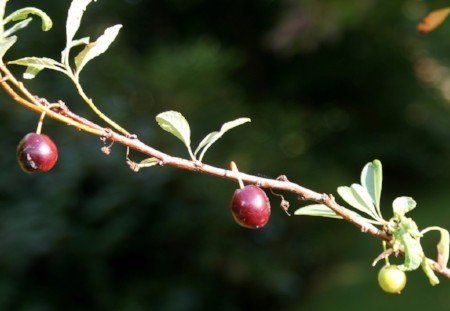 Sand cherry