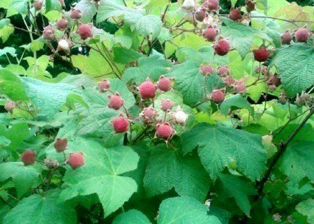 White thimbleberries White thimbleberries