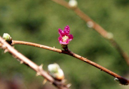 Salmonberry blossom