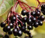 Sambucus nigra Elderberries