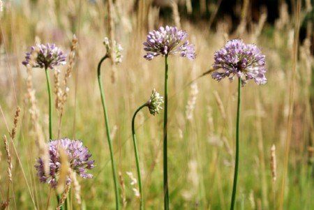 Canadian meadow garlic