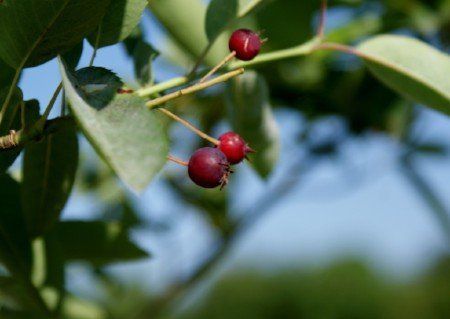 Amelanchier canadensis