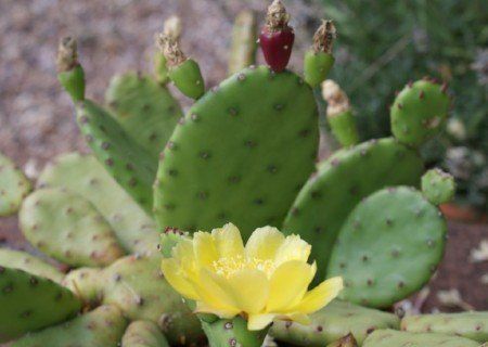 Prickly pear (O. compressa), growing outside on our patio Prickly pear (Opuntia compressa)
