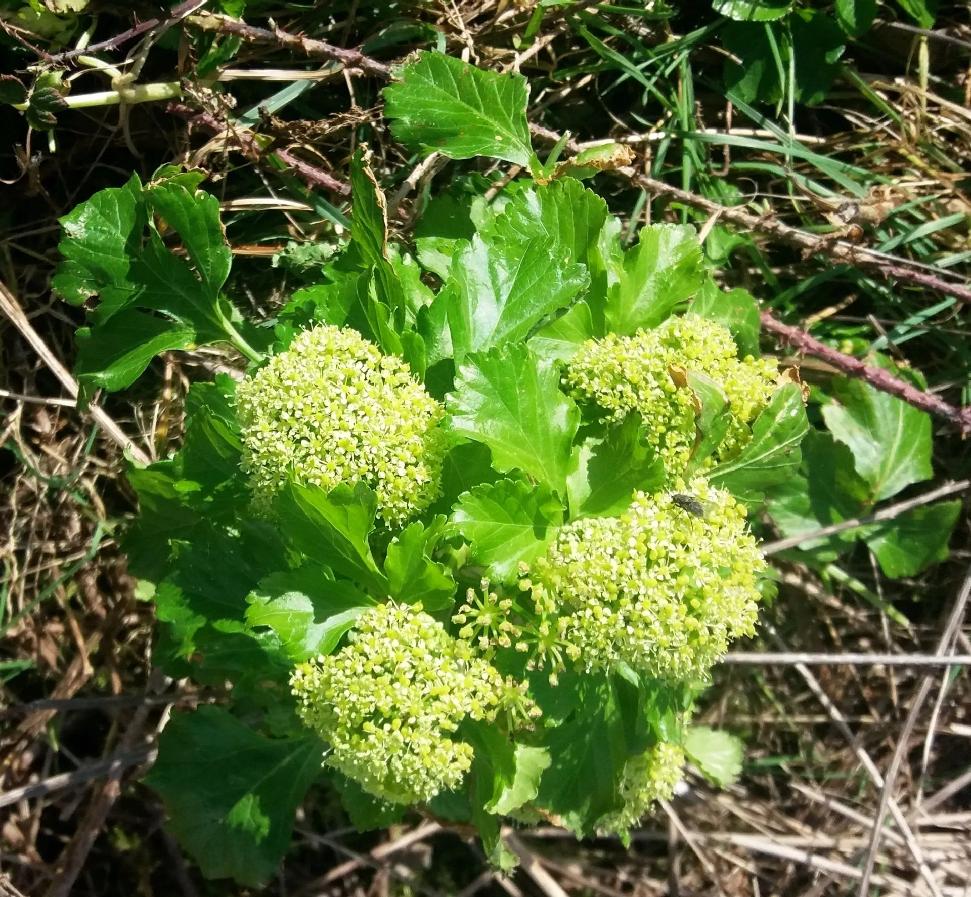 Alexanders
