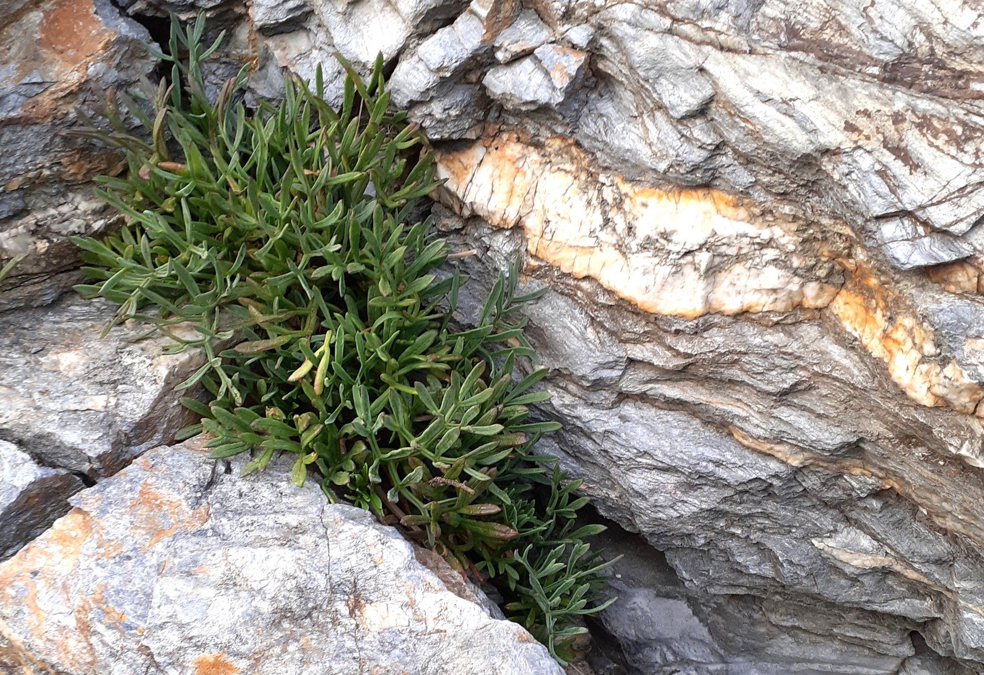 Rock samphire