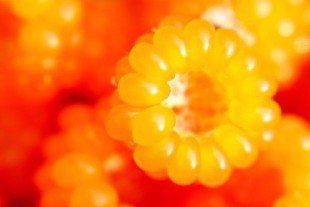 Silver-stemmed bramble berries Silver-stemmed bramble berries