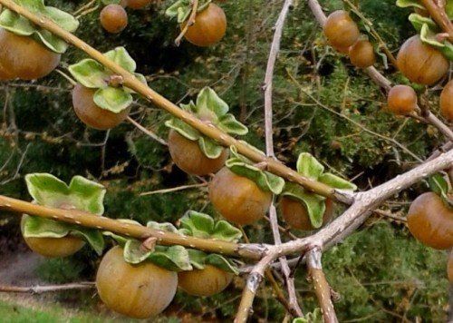 Date plum