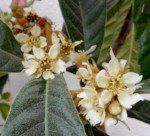 Loquat
