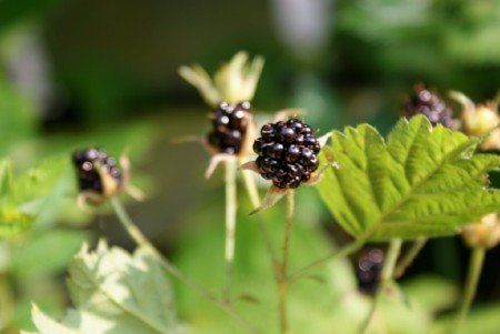 American dewberry (Rubus ursinus) American dewberry